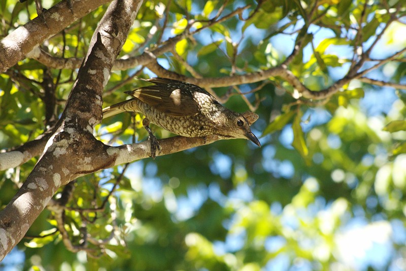 2009-11-06 22-04-55_3.jpg - Vogelfütterung bei O'Reillys